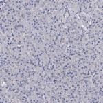 GST Omega 1 140A Antibody in Immunohistochemistry (Paraffin) (IHC (P))