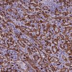 CD8 alpha Antibody in Immunohistochemistry (Paraffin) (IHC (P))