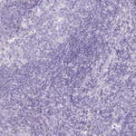 DDX4 Polyclonal Antibody