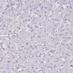 DDX4 Antibody in Immunohistochemistry (Paraffin) (IHC (P))