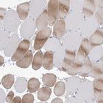 WDR74 Polyclonal Antibody