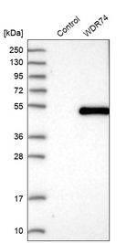 WDR74 Antibody in Western Blot (WB)
