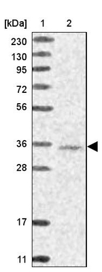WDR74 Antibody in Western Blot (WB)