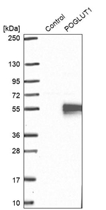 POGLUT1 Antibody in Western Blot (WB)