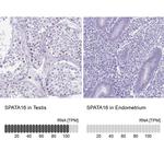 SPATA16 Antibody
