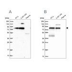 TNIP1 Antibody in Western Blot (WB)