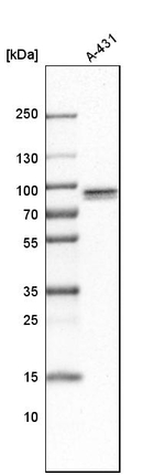 TNIP1 Antibody in Western Blot (WB)