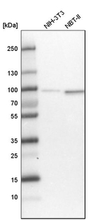 TNIP1 Antibody in Western Blot (WB)
