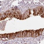 PRDX5 Antibody in Immunohistochemistry (Paraffin) (IHC (P))