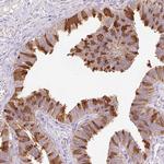 PRDX5 Antibody in Immunohistochemistry (Paraffin) (IHC (P))