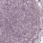 PRDX5 Antibody in Immunohistochemistry (Paraffin) (IHC (P))