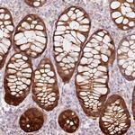 PRDX5 Antibody in Immunohistochemistry (Paraffin) (IHC (P))