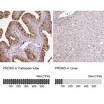 PRDX5 Antibody