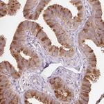 PRDX5 Antibody in Immunohistochemistry (Paraffin) (IHC (P))