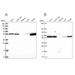 PRP19 Antibody in Western Blot (WB)