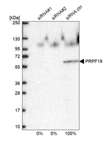 PRP19 Antibody in Western Blot (WB)