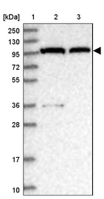 CAS Antibody in Western Blot (WB)