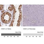 CAS Antibody