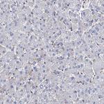 STING Antibody in Immunohistochemistry (Paraffin) (IHC (P))