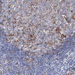 STING Antibody in Immunohistochemistry (Paraffin) (IHC (P))