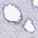 STING Antibody in Immunohistochemistry (Paraffin) (IHC (P))