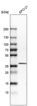 STING Antibody in Western Blot (WB)