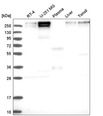 JARID1C Antibody in Western Blot (WB)