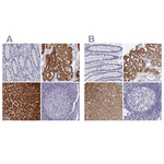 BHMT Antibody in Immunohistochemistry (Paraffin) (IHC (P))