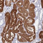 BHMT Antibody in Immunohistochemistry (Paraffin) (IHC (P))