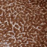 BHMT Antibody in Immunohistochemistry (Paraffin) (IHC (P))
