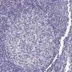 BHMT Antibody in Immunohistochemistry (Paraffin) (IHC (P))