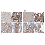 eIF3a Polyclonal Antibody