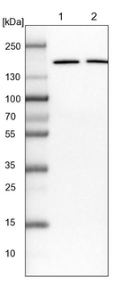 eIF3a Antibody in Western Blot (WB)