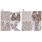 eIF3a Antibody in Immunohistochemistry (Paraffin) (IHC (P))