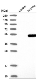 WDR74 Antibody in Western Blot (WB)