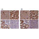 Citrate Synthase Antibody in Immunohistochemistry (Paraffin) (IHC (P))