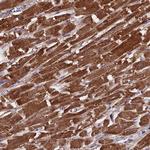 Citrate Synthase Antibody in Immunohistochemistry (Paraffin) (IHC (P))