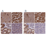 Citrate Synthase Antibody in Immunohistochemistry (Paraffin) (IHC (P))