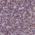 Citrate Synthase Antibody in Immunohistochemistry (Paraffin) (IHC (P))