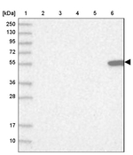 Citrate Synthase Antibody in Western Blot (WB)