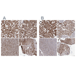 PDHX Polyclonal Antibody