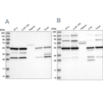 PDHX Antibody in Western Blot (WB)
