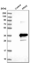 PRG2 Antibody in Western Blot (WB)