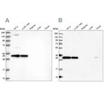 Syntaxin 6 Antibody in Western Blot (WB)