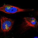Syntaxin 6 Antibody in Immunocytochemistry (ICC/IF)