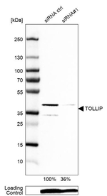 TOLLIP Antibody in Western Blot (WB)