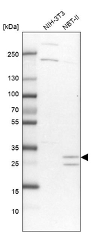 TOLLIP Antibody in Western Blot (WB)