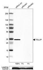 TOLLIP Antibody