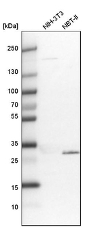 TOLLIP Antibody in Western Blot (WB)