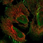 PCDHGA2 Polyclonal Antibody